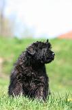 BOUVIER DES FLANDRES 357